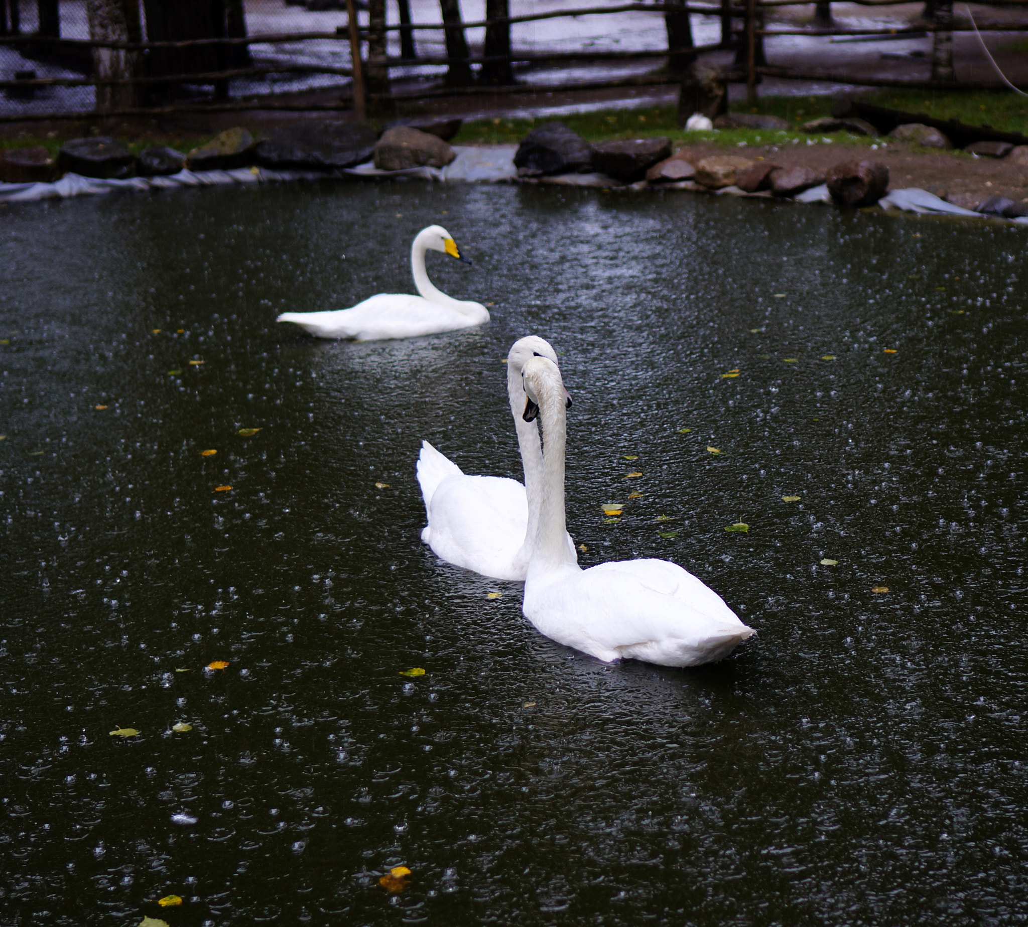 Sony E 35mm F1.8 OSS sample photo. Swan. photography