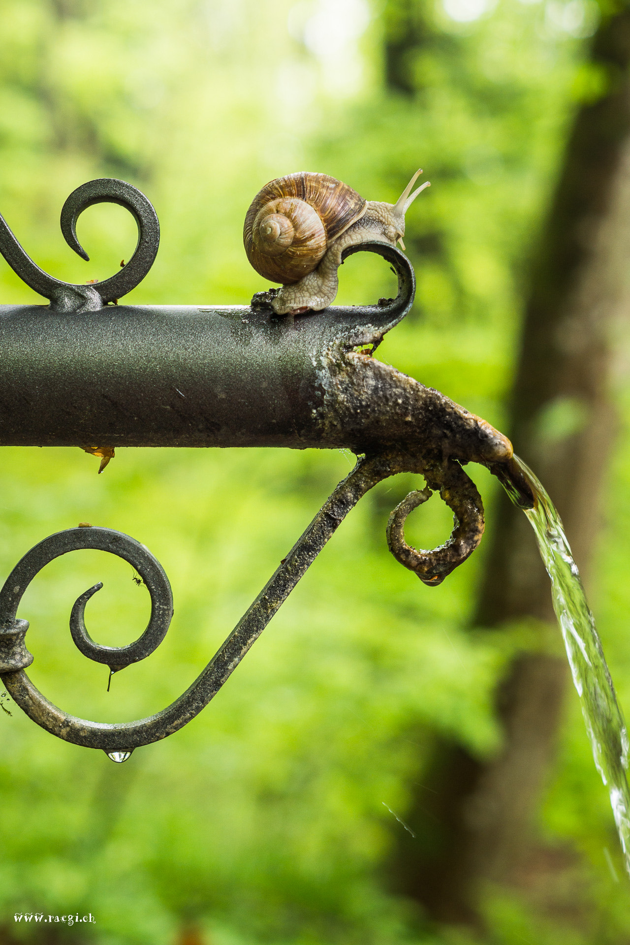 Sony SLT-A65 (SLT-A65V) sample photo. Burgundy snail photography