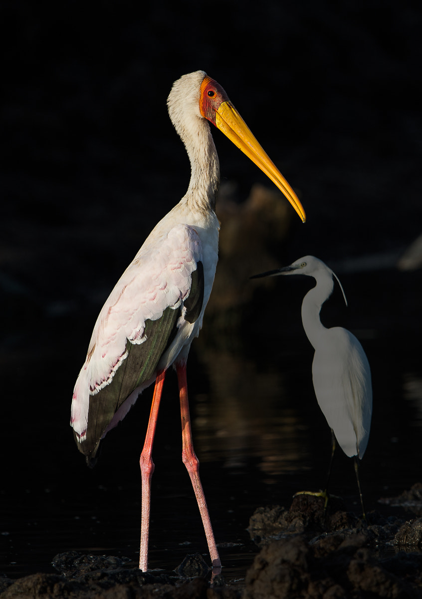 Nikon D7100 + Nikon AF-S Nikkor 600mm F4G ED VR sample photo. Yellow-billed stork photography