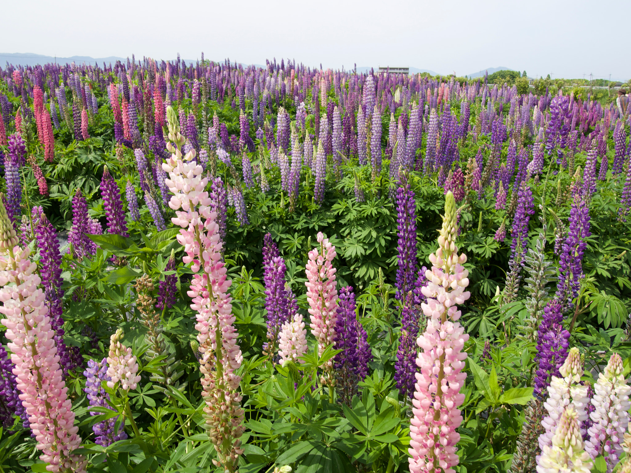 Olympus PEN E-P5 sample photo. Flower carpet of lupine photography