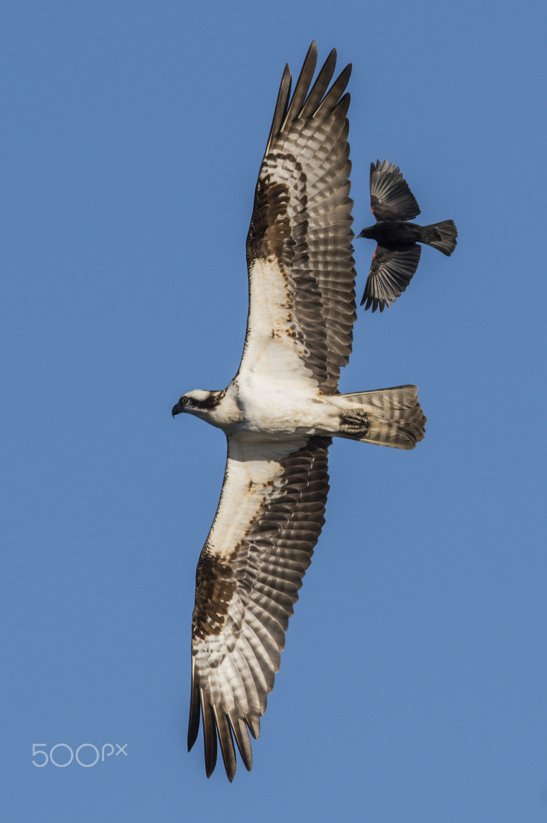 Nikon D4S + Nikon AF-S Nikkor 600mm F4G ED VR sample photo. Synchronised flying photography