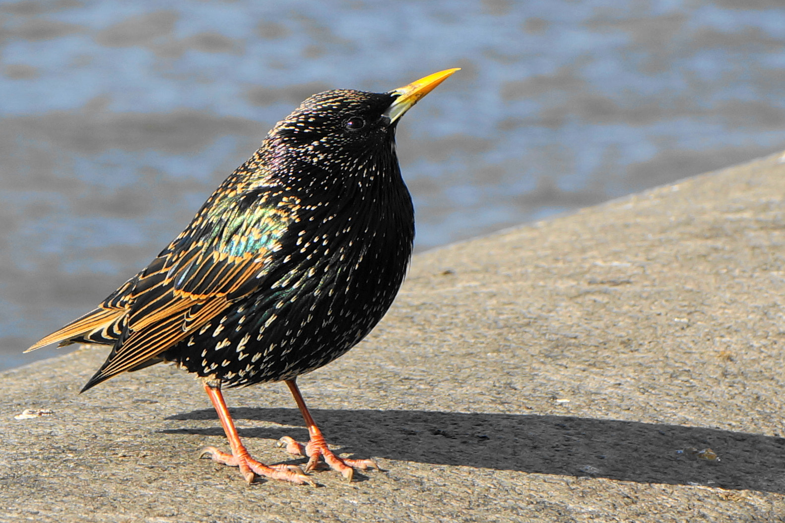 Sony E 18-55mm F3.5-5.6 OSS sample photo. Starling photography
