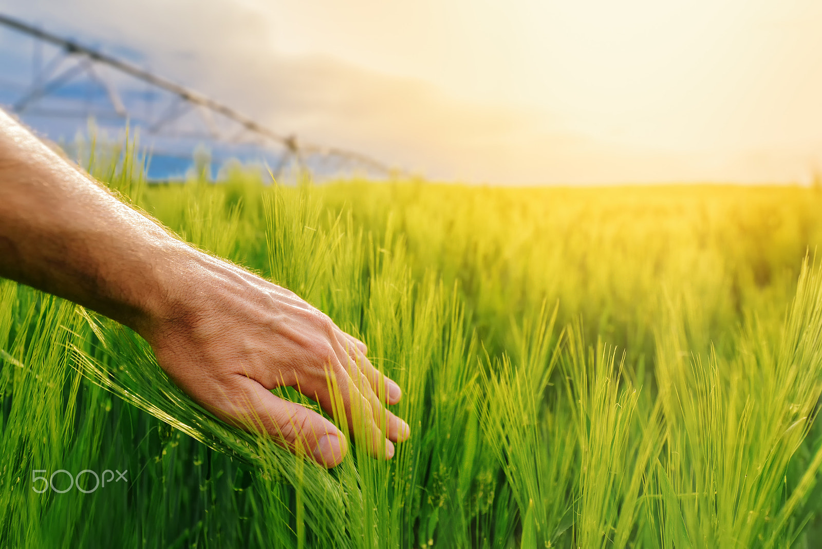 Tamron SP 15-30mm F2.8 Di VC USD sample photo. Farmer touching green wheat plants in cultivated field photography