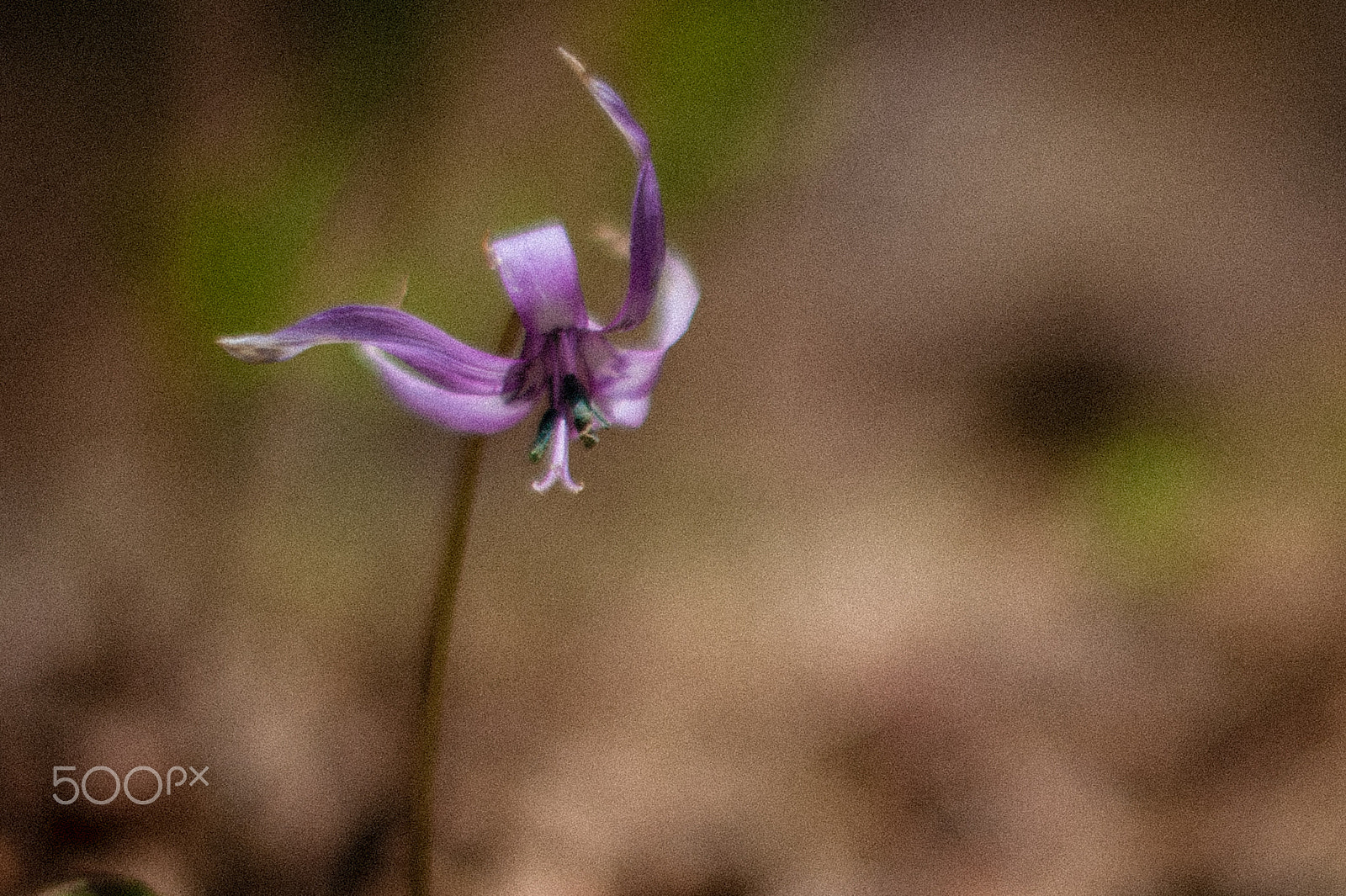 Nikon AF-S Nikkor 58mm F1.4G sample photo. カタクリ photography
