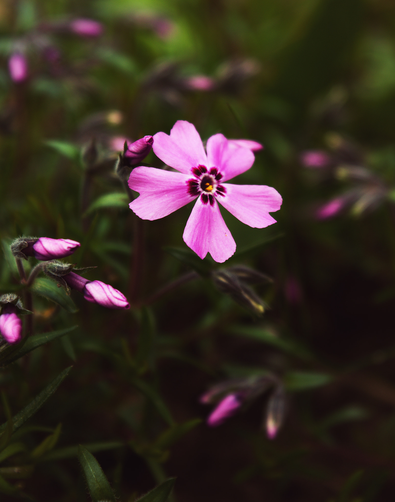18.00 - 55.00 mm f/3.5 - 5.6 sample photo. Blossom photography