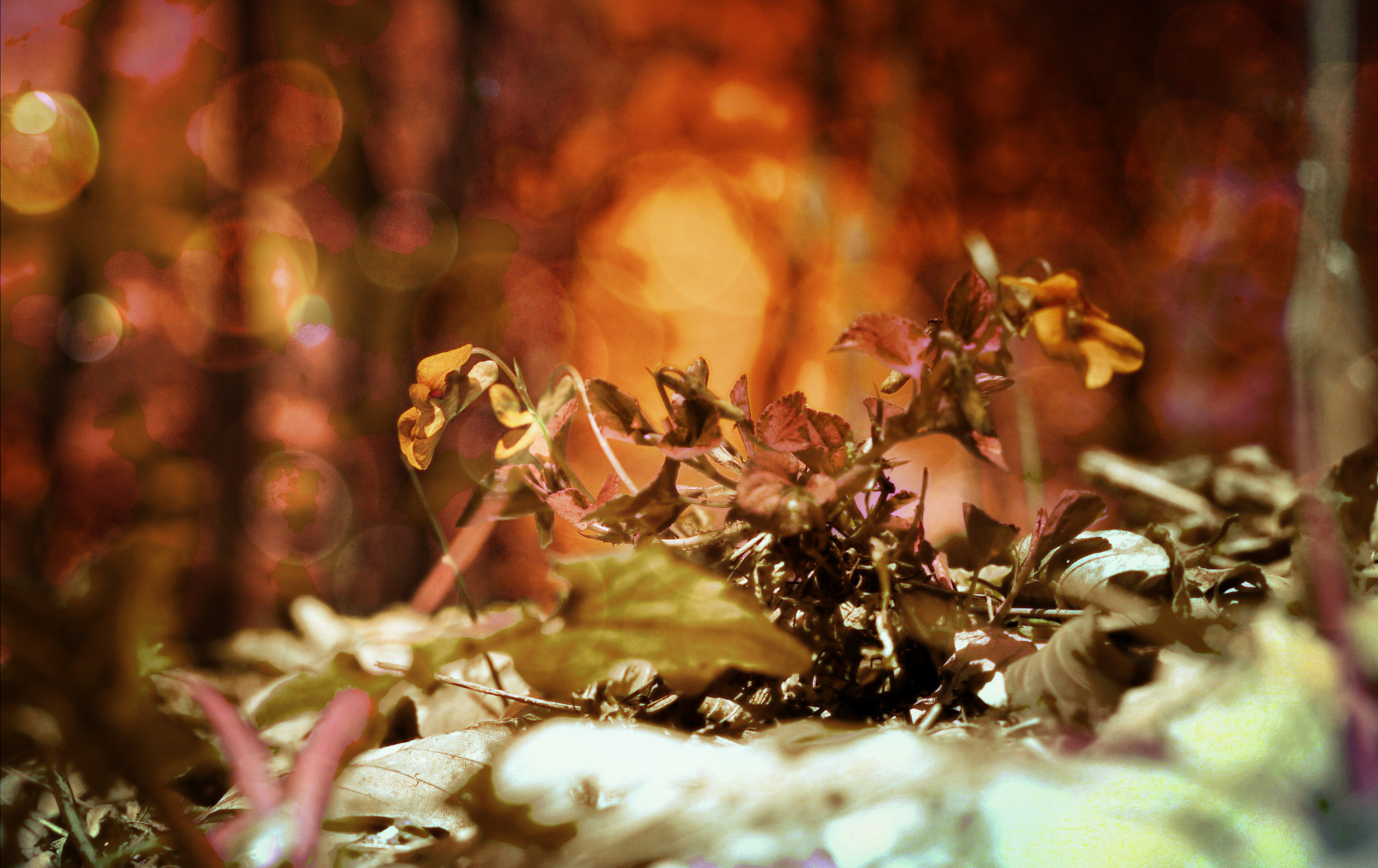 Minolta AF 50mm F1.4 [New] sample photo. Walk in the forest photography