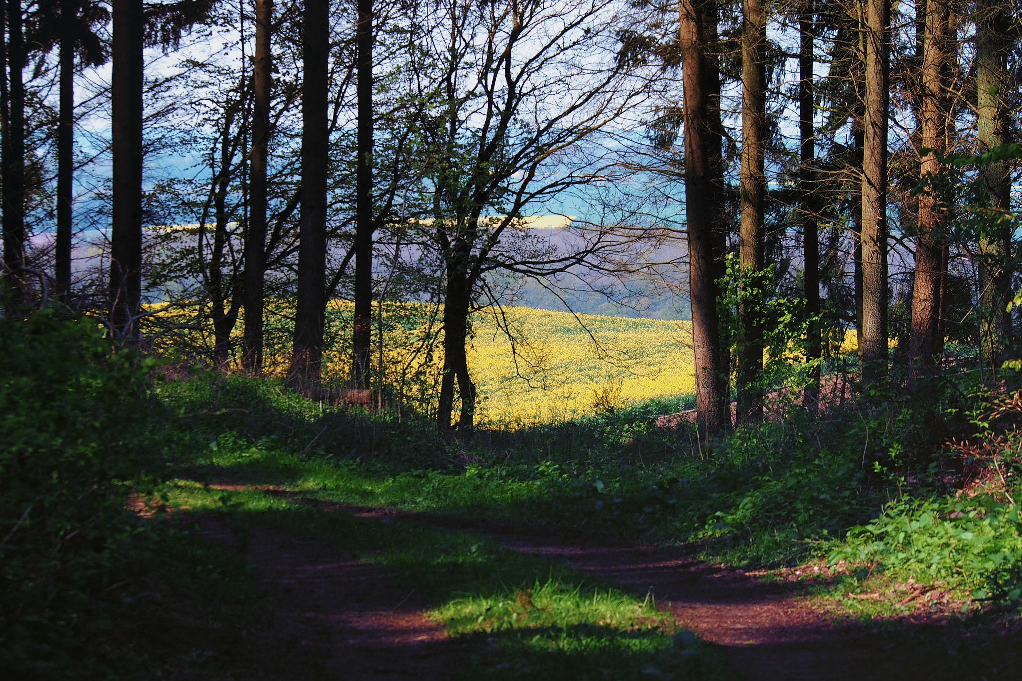 Olympus PEN E-PL5 sample photo. Walk in the forest v photography