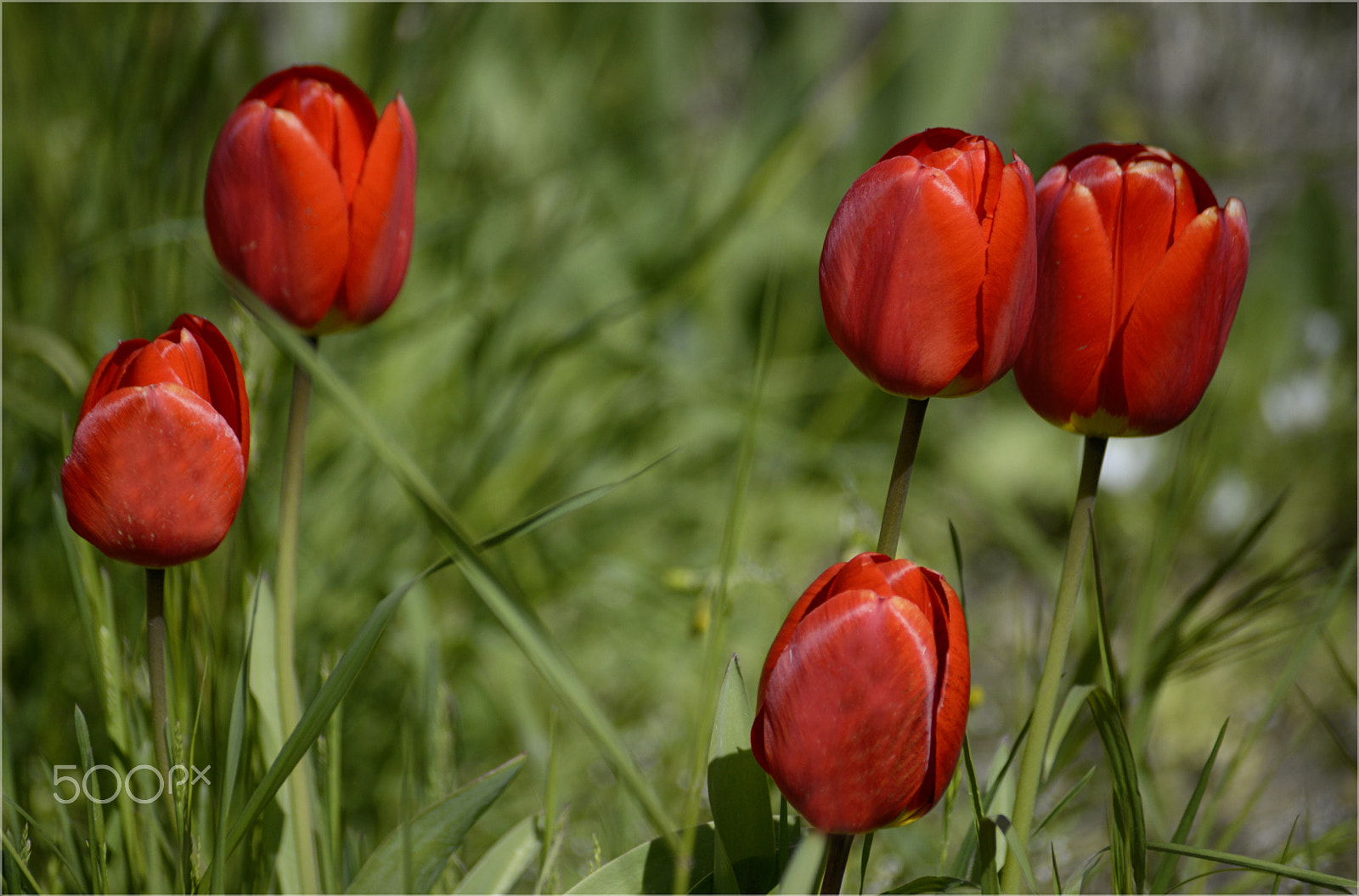 Sigma 70-300mm F4-5.6 DG Macro sample photo. Tulipanes photography