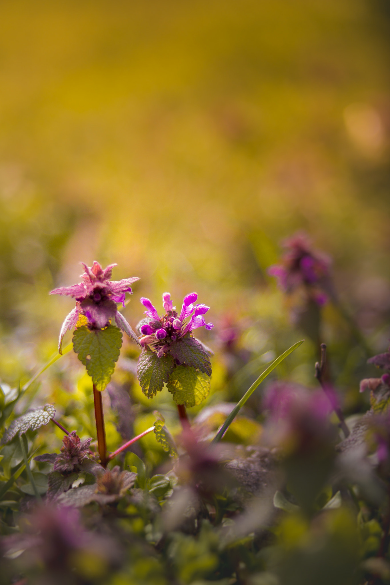 Samsung NX300 + NX 45mm F1.8 [T6] 2D/3D sample photo. Tiny beauties photography