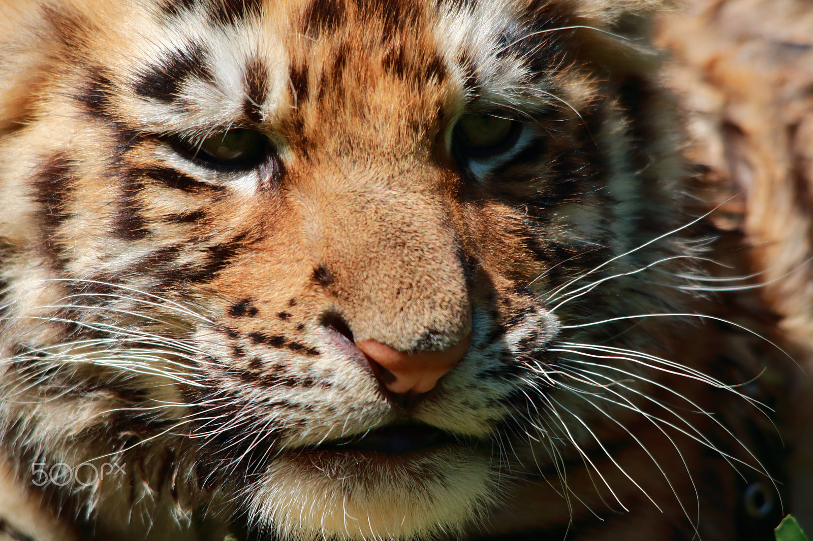 Sigma 150-500mm F5-6.3 DG OS HSM sample photo. Little tiger photography