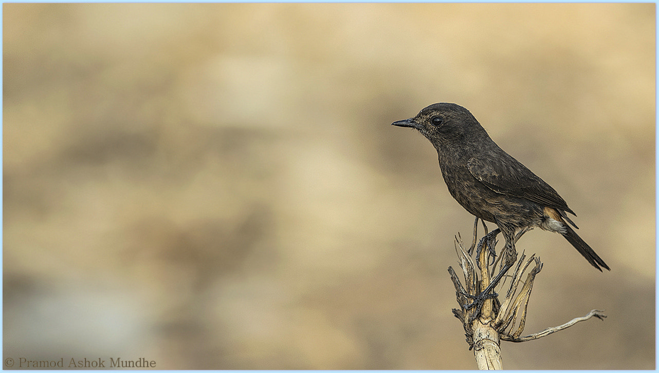 Nikon D5300 + Nikon AF-S Nikkor 300mm F4D ED-IF sample photo. Pied buschat(female) photography