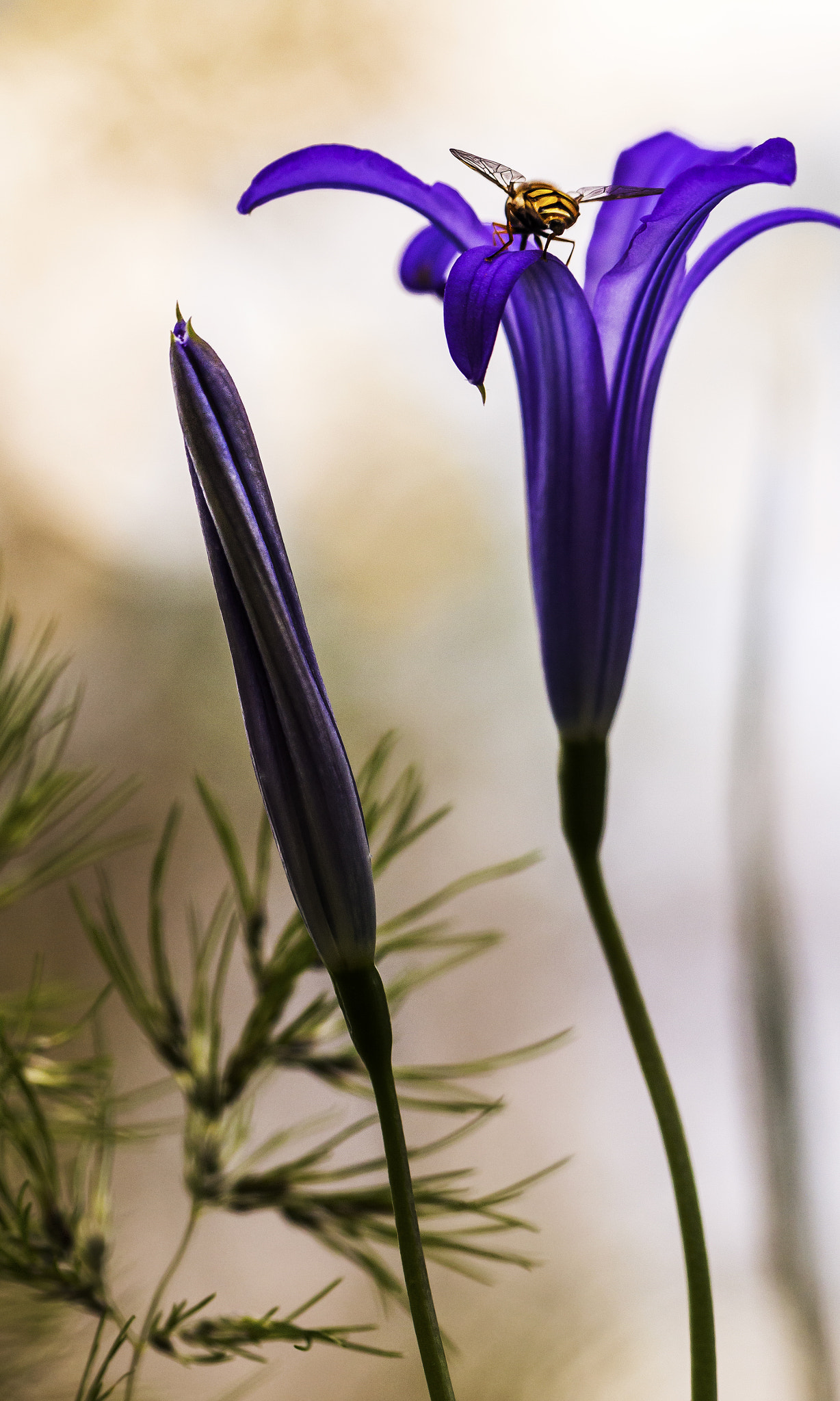 Canon EOS 650D (EOS Rebel T4i / EOS Kiss X6i) sample photo. Honey bee photography