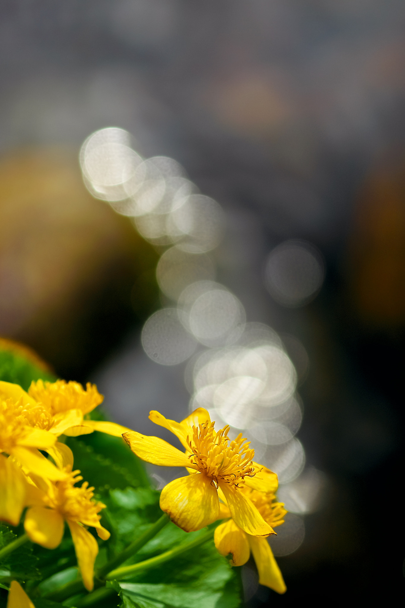 Minolta AF 200mm F4 Macro APO G sample photo. The murmur of a stream photography
