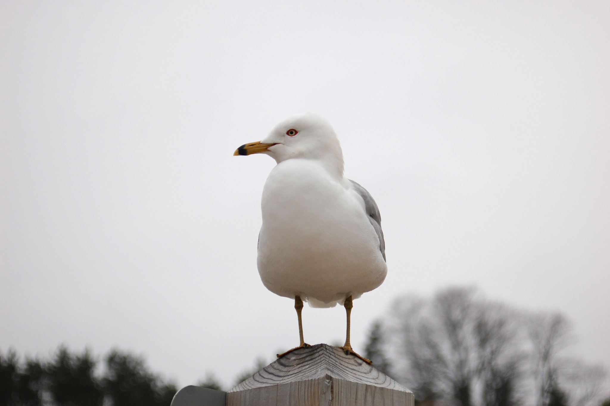 AF Zoom-Nikkor 28-80mm f/3.3-5.6G sample photo. Lokki photography