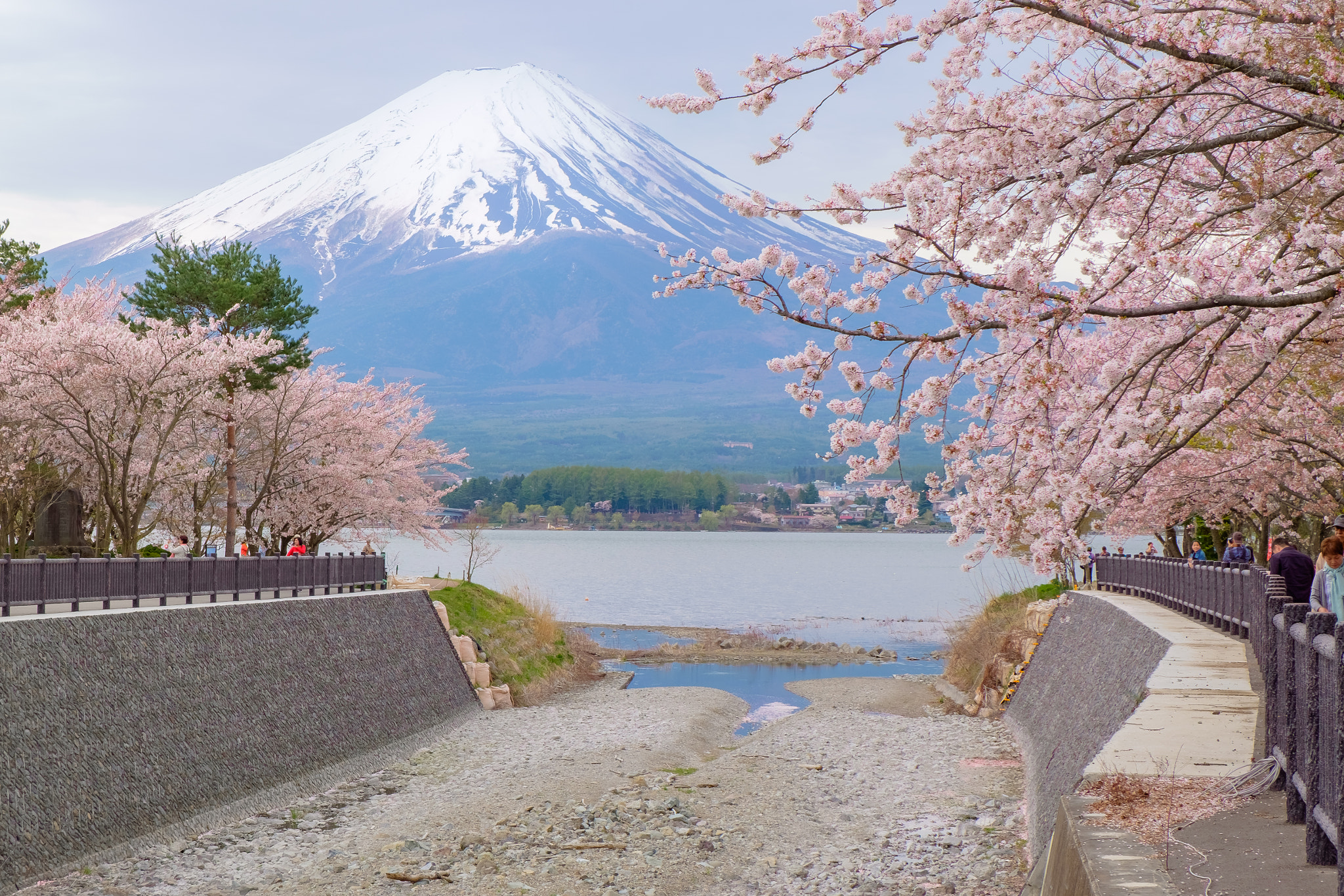 Fujifilm XC 16-50mm F3.5-5.6 OIS II sample photo. Mount fuji with cherry blossom photography