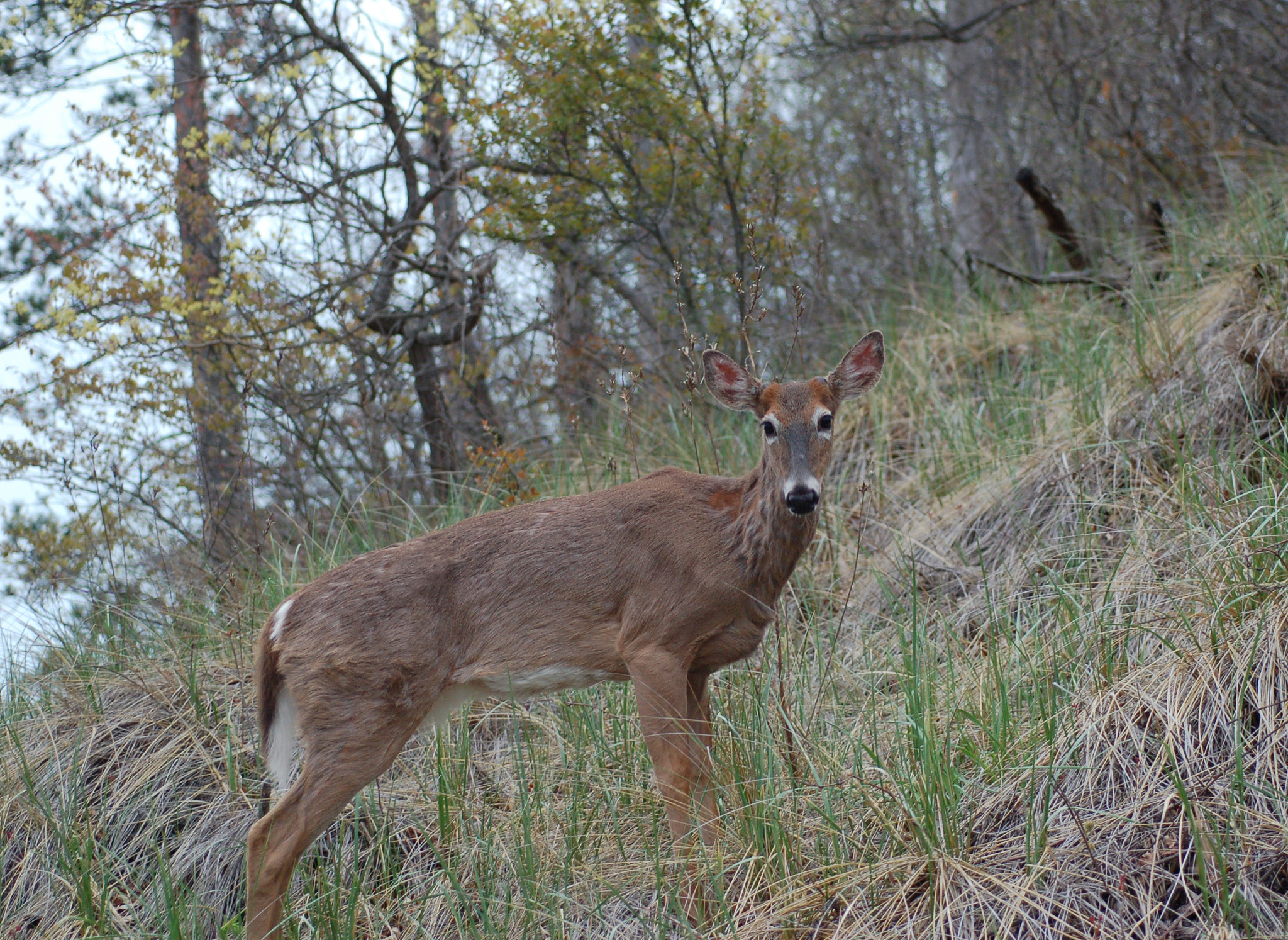 Nikon D50 + Nikon AF Micro-Nikkor 60mm F2.8D sample photo. Oh deer photography