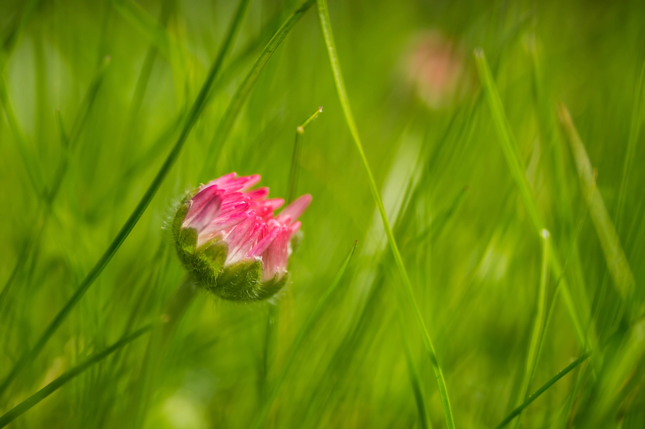Olympus PEN E-PM1 sample photo. Little daisy photography