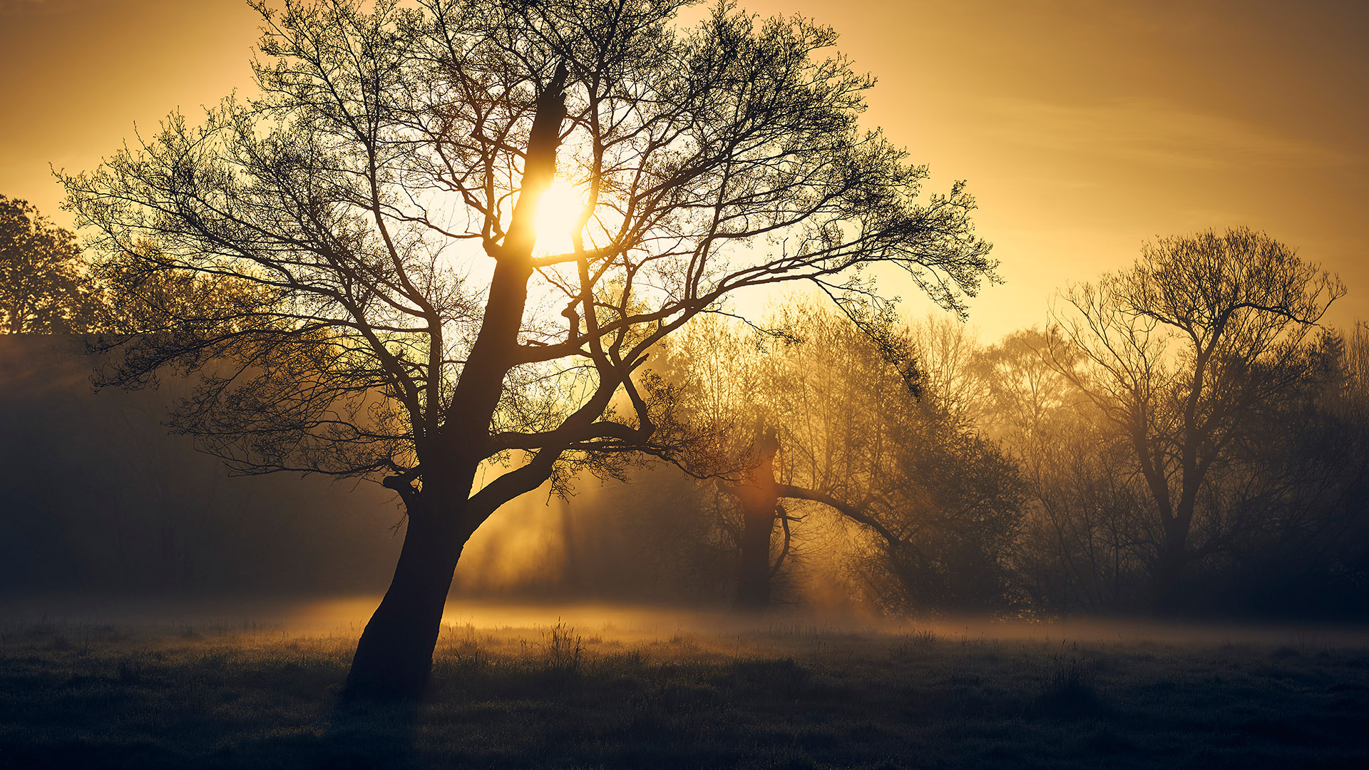 70-200mm F2.8 G SSM OSS II sample photo. Golden morning light photography