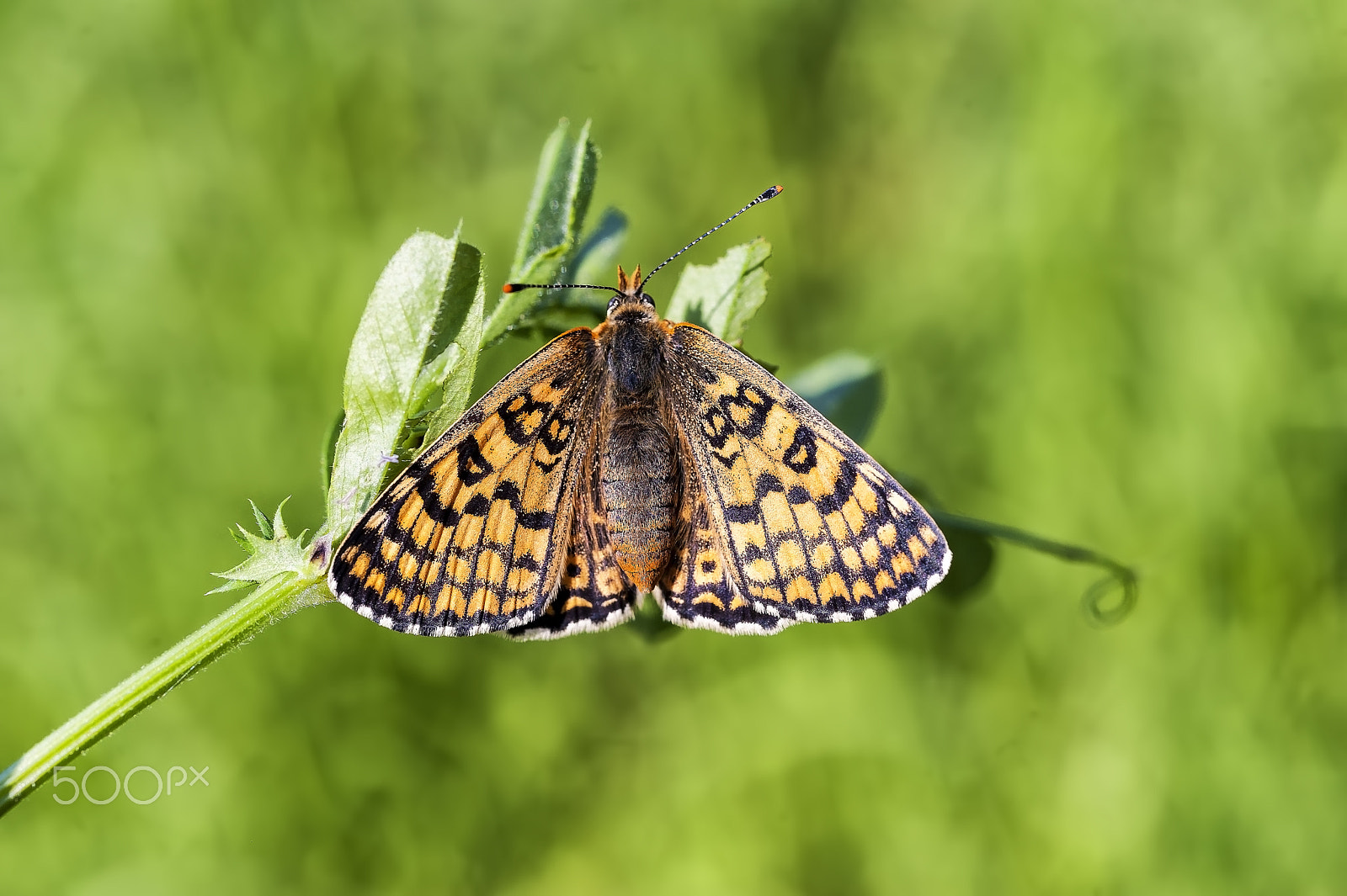 Nikon D700 + AF Micro-Nikkor 55mm f/2.8 sample photo. Büyük morbakırgüzeli (lycaena alciphron) photography