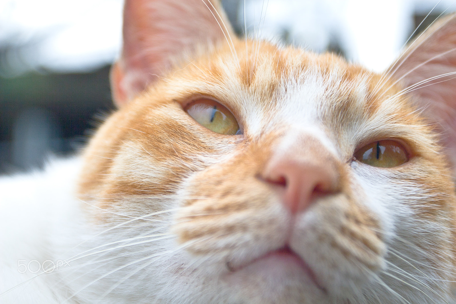 Canon EOS 30D + Canon EF 17-40mm F4L USM sample photo. Cat photography