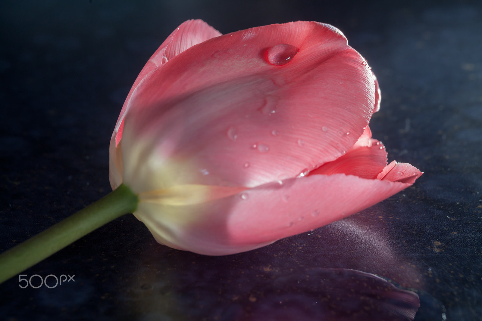 Canon EOS 5D Mark II + Canon EF 35-105mm f/4.5-5.6 USM sample photo. Teardrop on a tulip photography