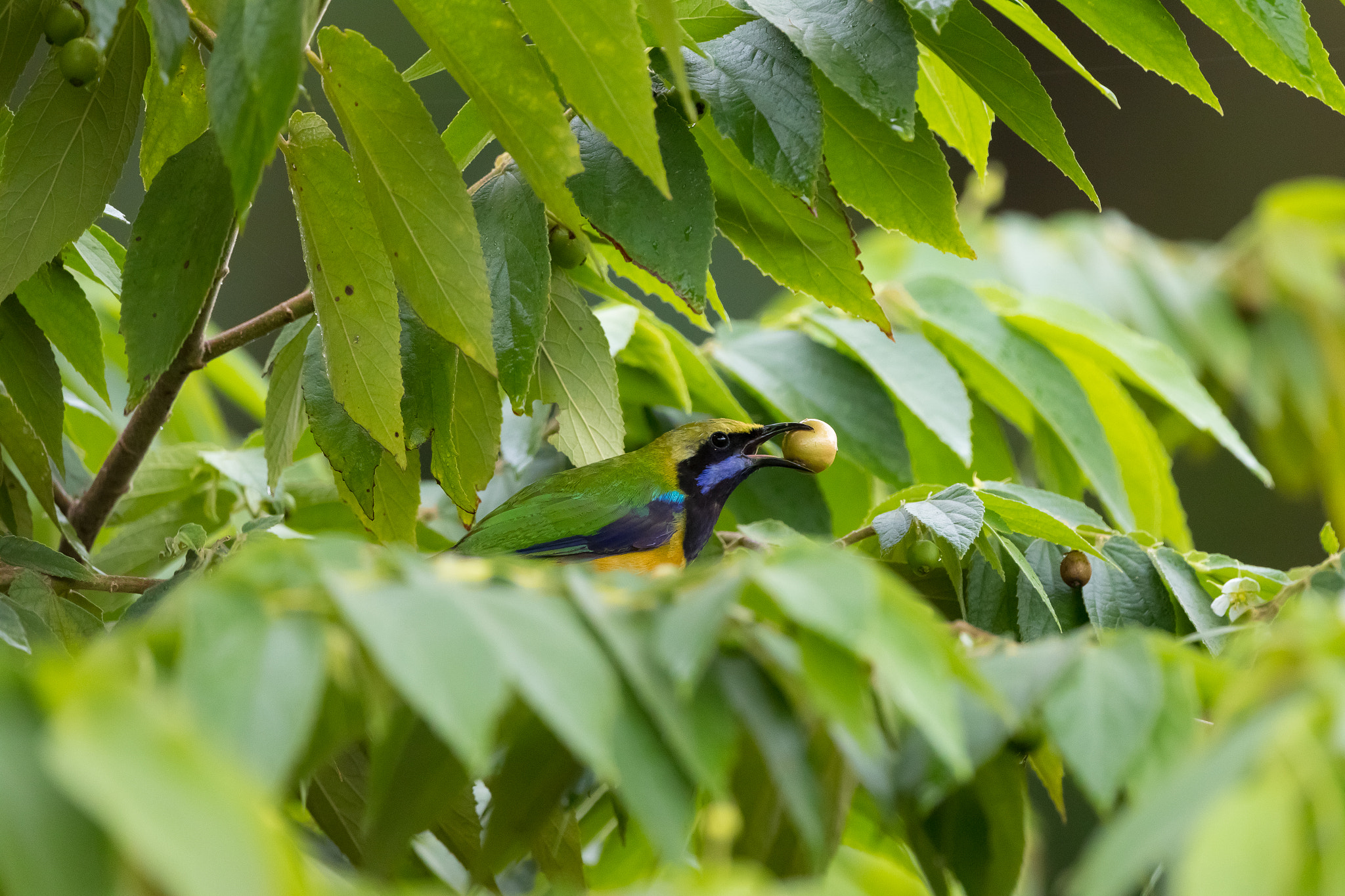 Canon EF 300mm F2.8L IS II USM sample photo. Orange-bellied leafbird in doi inthanon photography