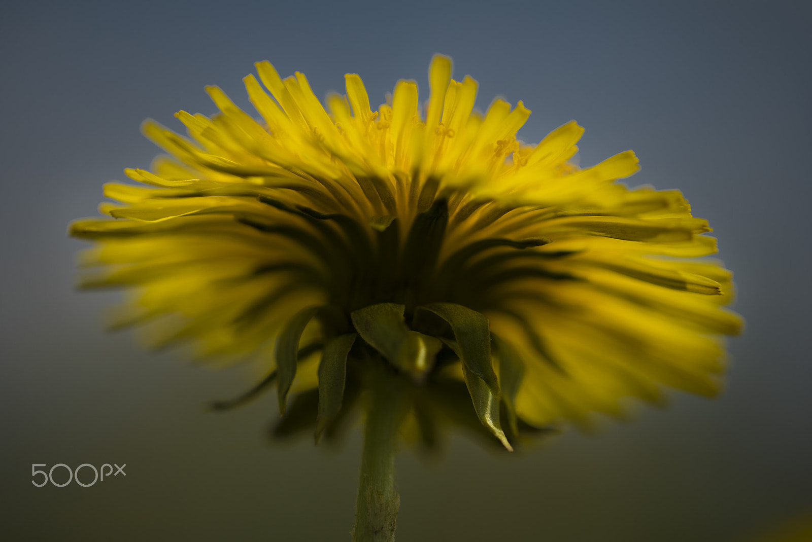 Sony a7S + Canon EF 100mm F2.8L Macro IS USM sample photo. Sonchus photography