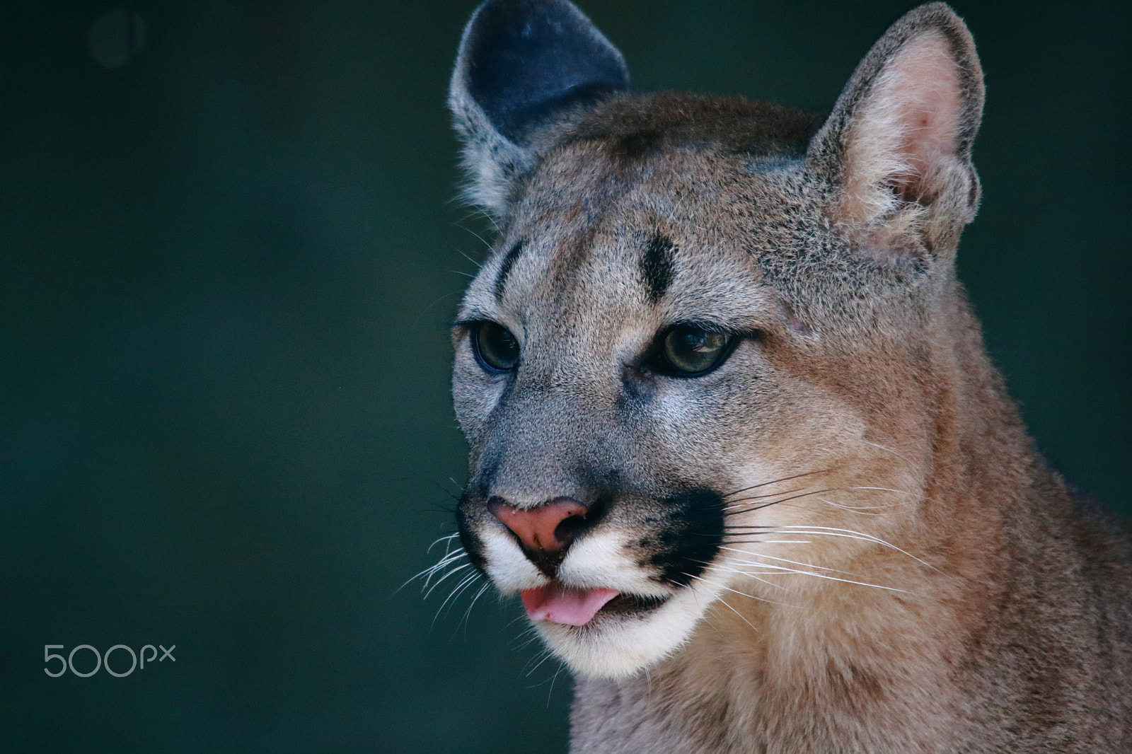 Sigma 150-500mm F5-6.3 DG OS HSM sample photo. Puma photography