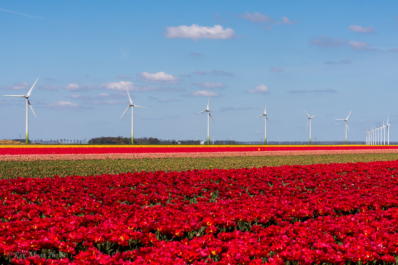 Nikon D7200 + Sigma 17-70mm F2.8-4 DC Macro OS HSM | C sample photo. Tulip field photography