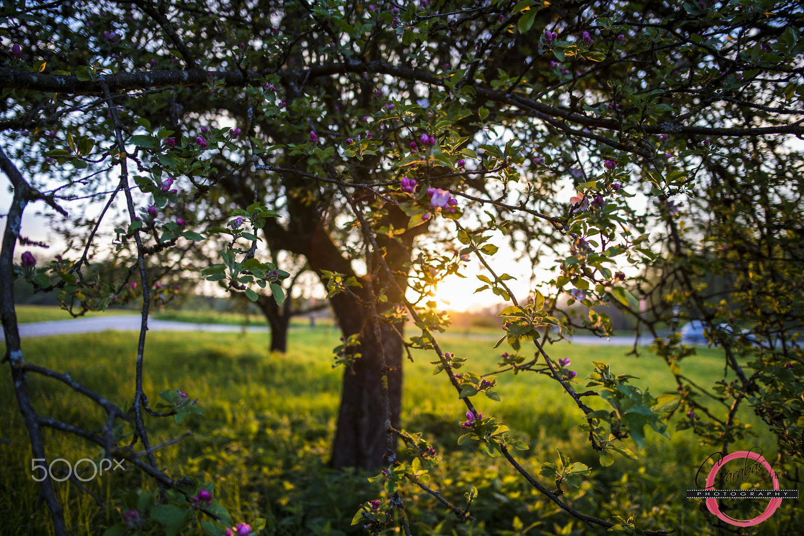 Nikon D610 + Nikon AF-S Nikkor 24mm F1.8G ED sample photo. Adiart (of ) spring photography