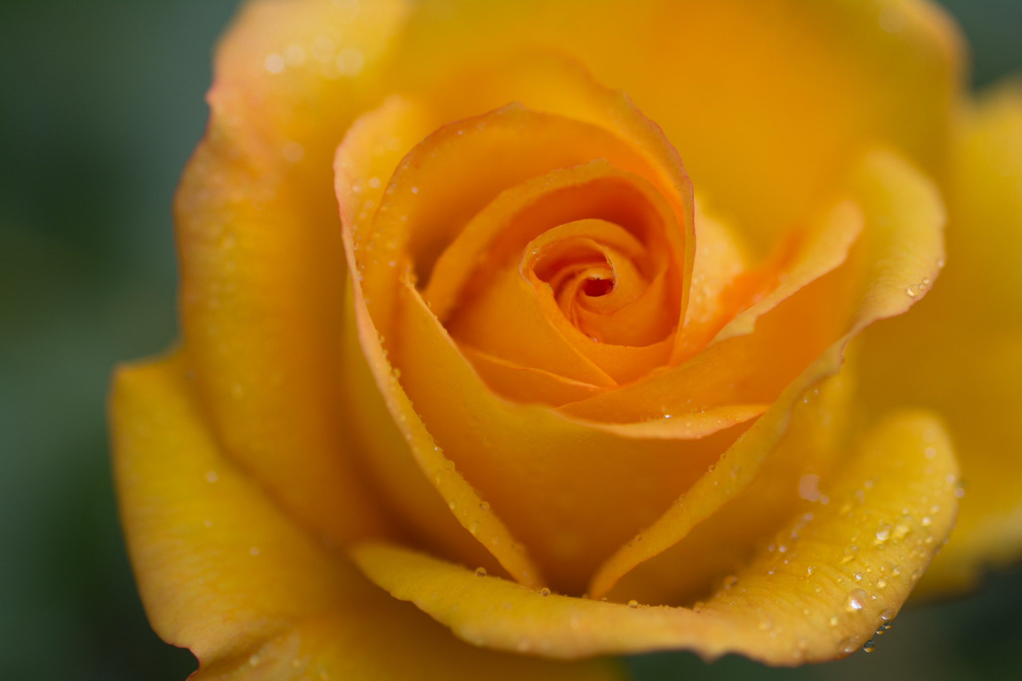 Nikon D5200 + Sigma 105mm F2.8 EX DG Macro sample photo. Yellow rose with water droplets photography