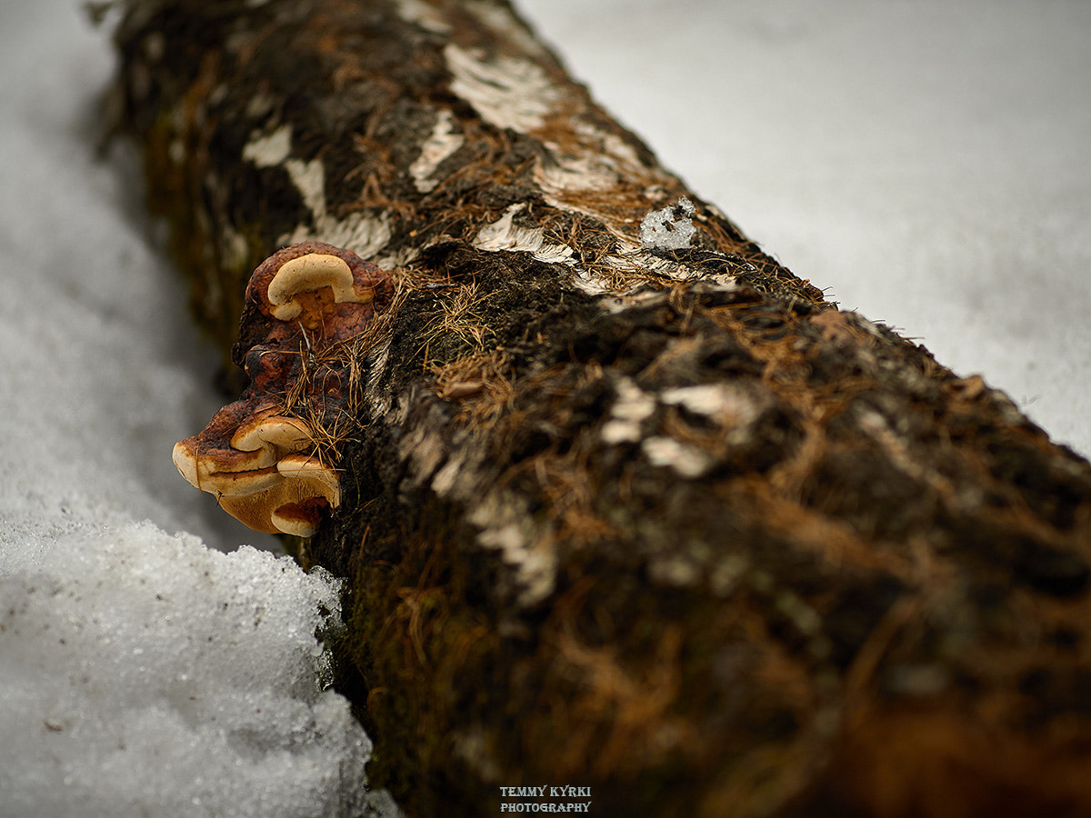 Olympus PEN E-PL5 + Sigma 60mm F2.8 DN Art sample photo. Winter forest photography