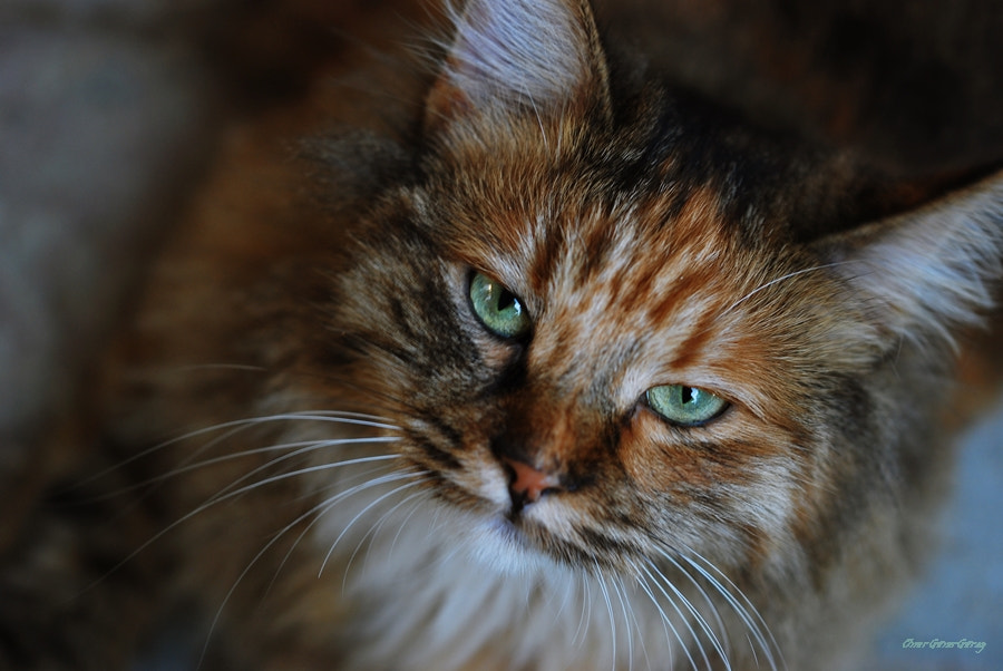 Sigma 105mm F2.8 EX DG OS HSM sample photo. Green eyes photography