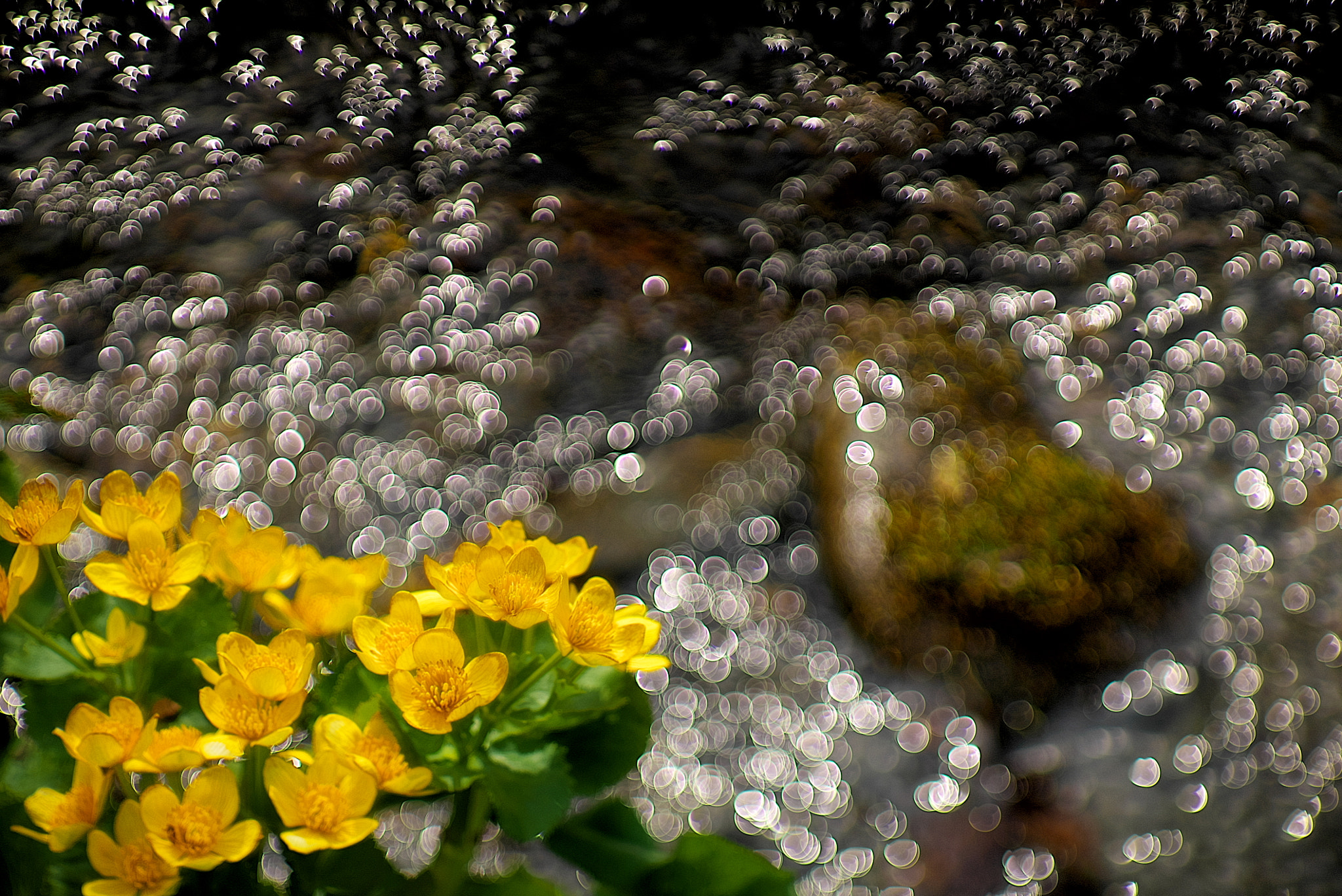 Sony a7S sample photo. Whisper,whisper little stream photography