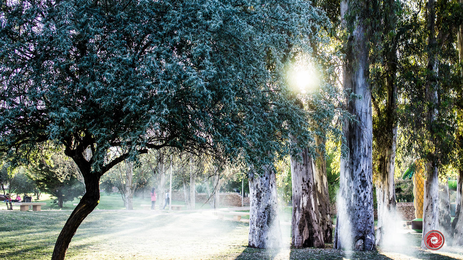 Sony Alpha NEX-3 + Sigma 30mm F2.8 EX DN sample photo. Magic at the park photography