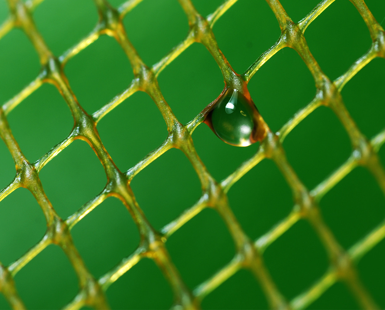 Nikon D200 + Nikon AF Micro-Nikkor 60mm F2.8D sample photo. Green photography