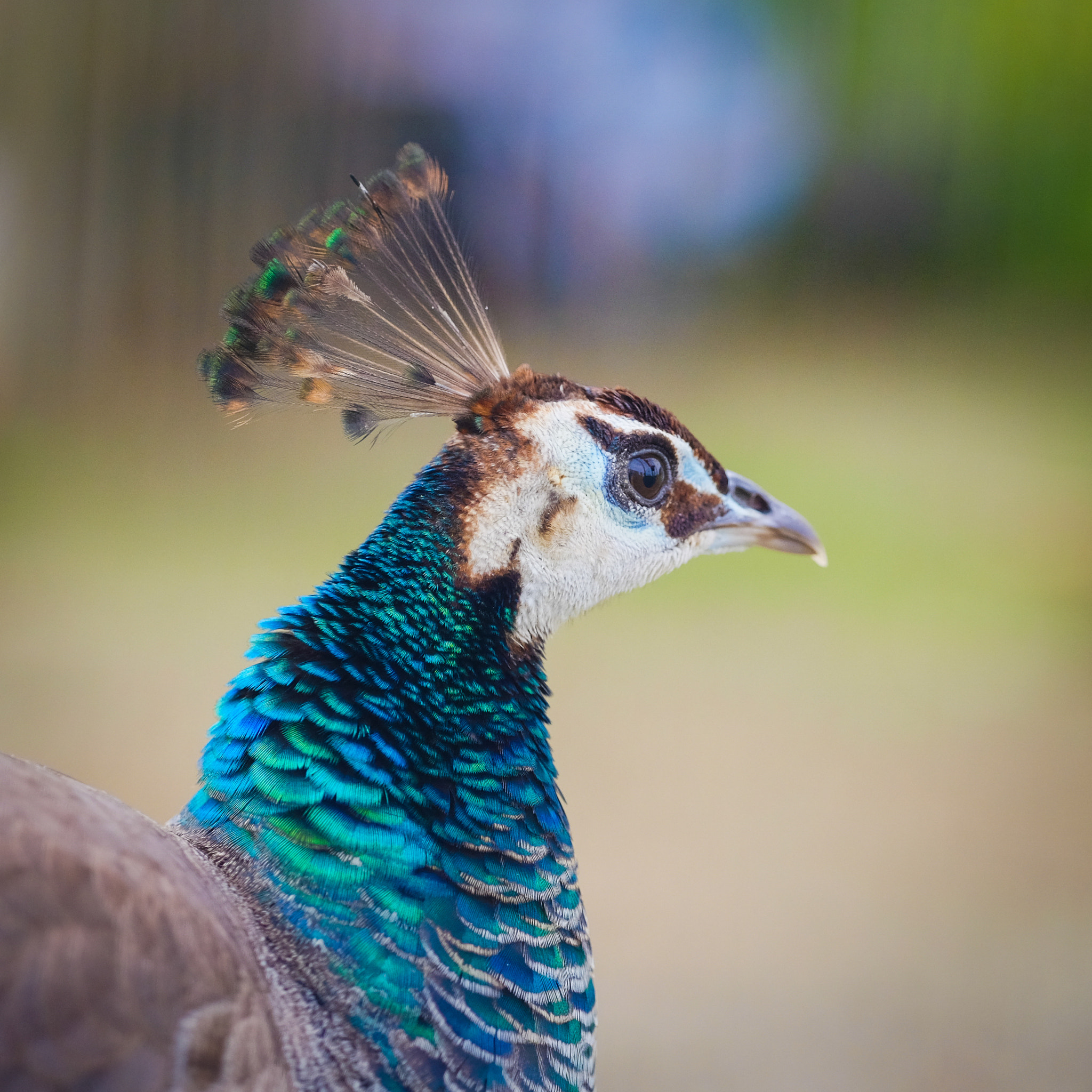 Fujifilm X-E2 + Fujifilm XF 90mm F2 R LM WR sample photo. Peacock photography