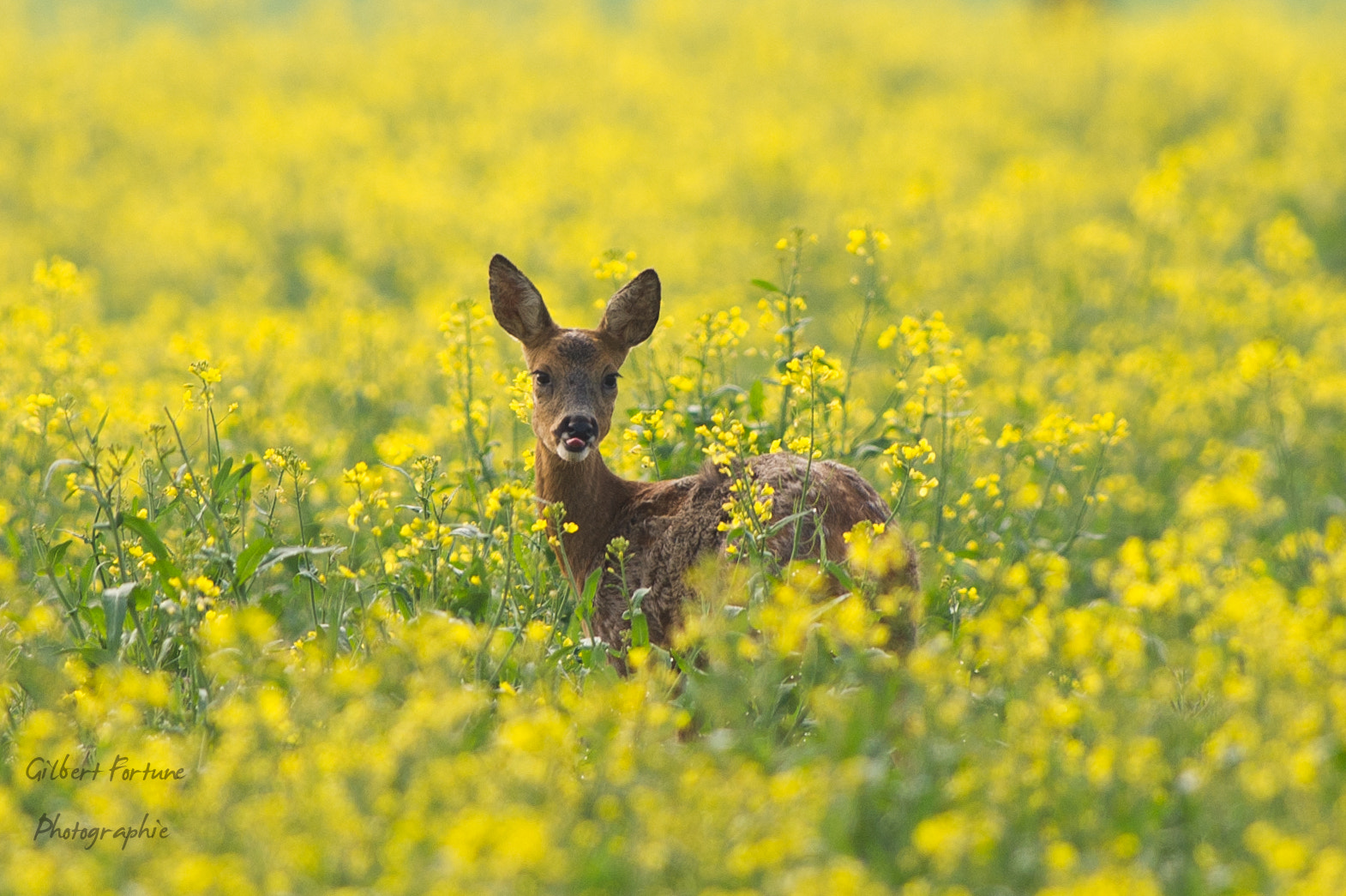 Nikon AF-S Nikkor 300mm F2.8G ED VR II sample photo. Dans le colza photography