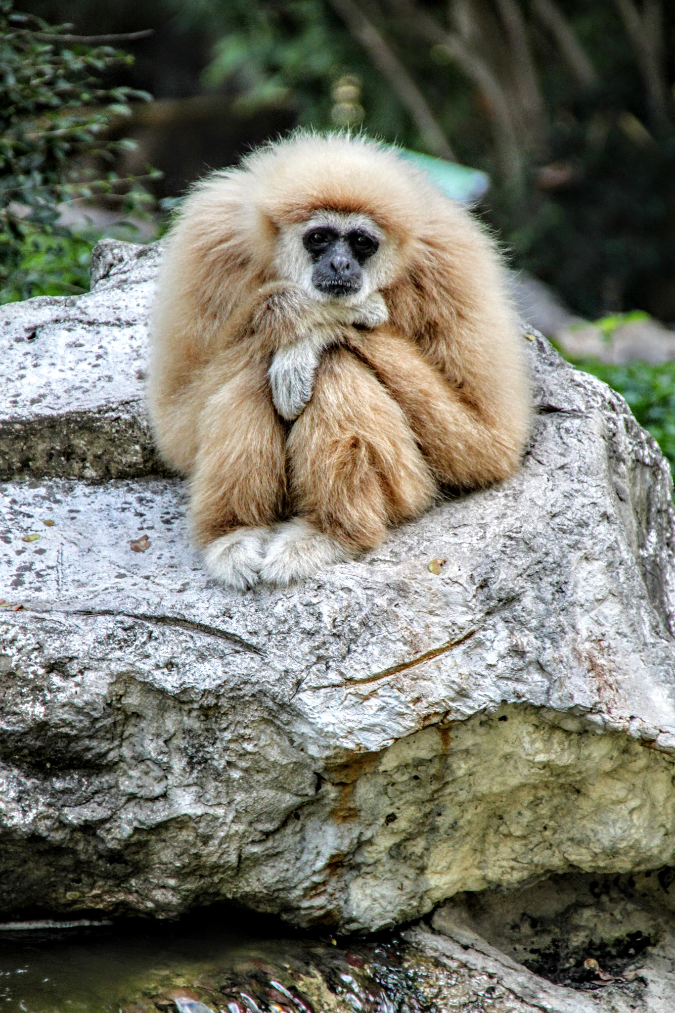 Canon EOS 500D (EOS Rebel T1i / EOS Kiss X3) sample photo. The sad gibbon 2 photography