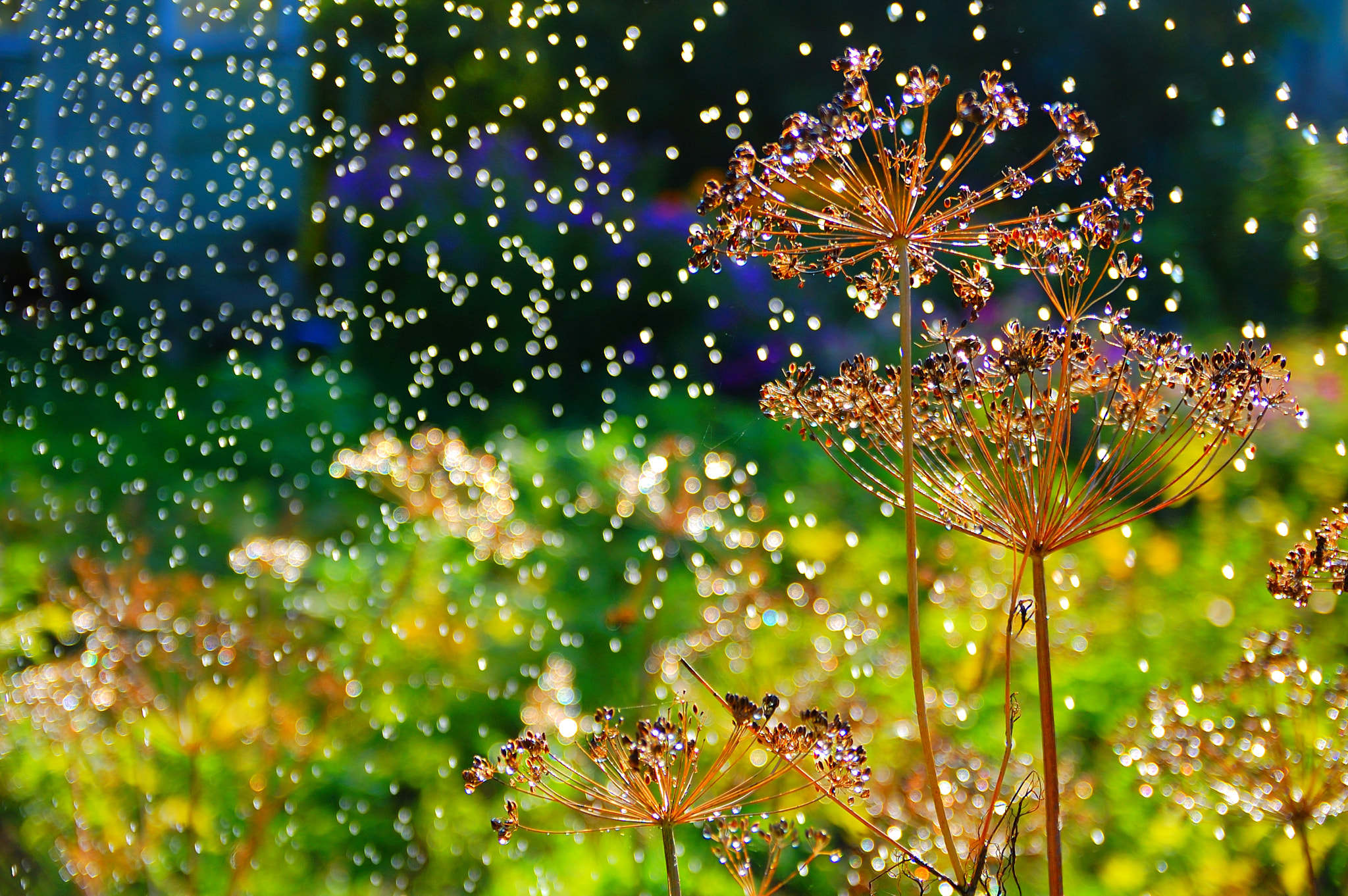 Nikon D40 + Sigma 18-50mm F2.8 EX DC Macro sample photo. Summer water spray photography