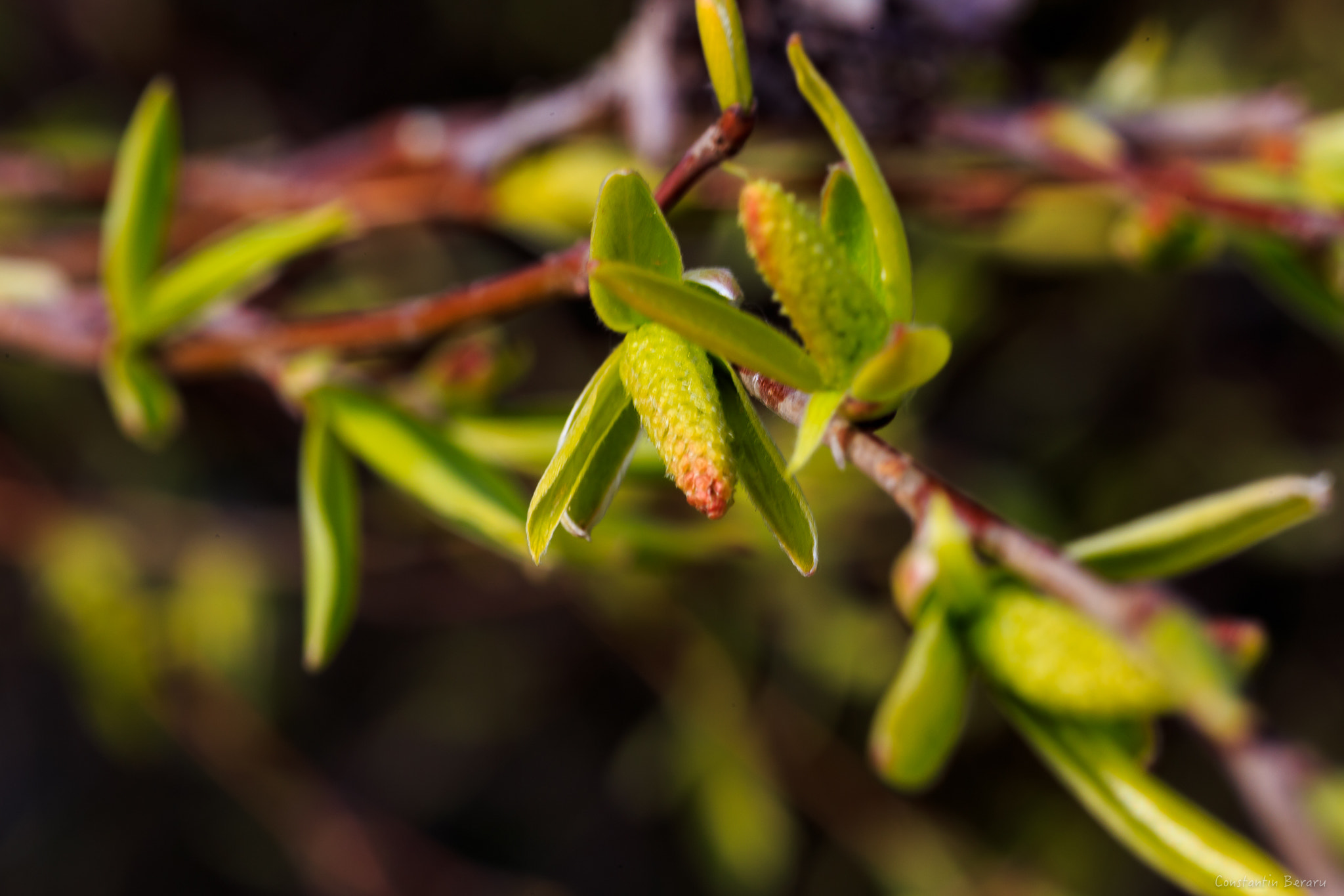 ZEISS Milvus 100mm F2 Macro sample photo. Delta dunarii de "buna vestire" d photography