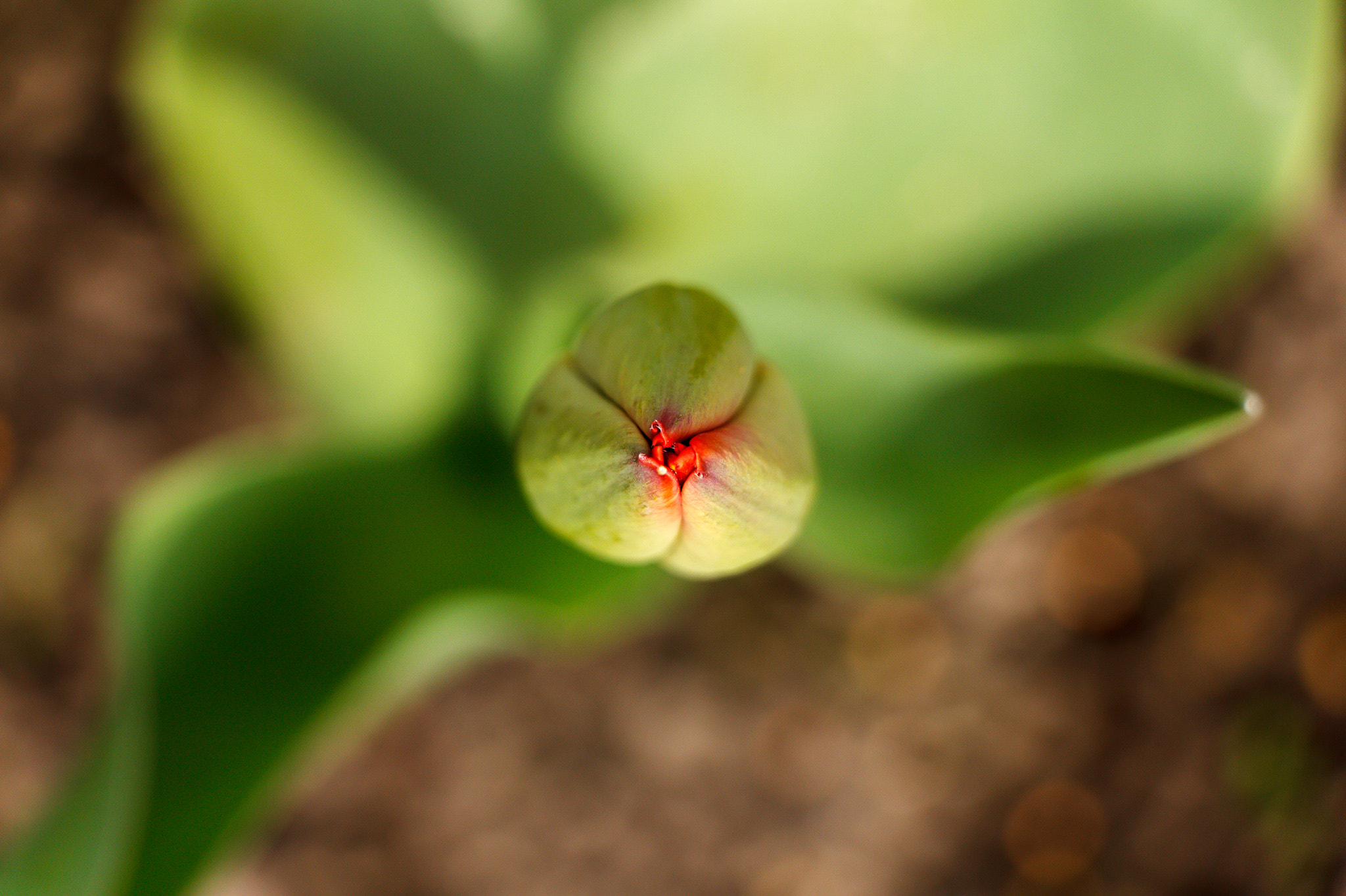 Canon EF-S 18-135mm F3.5-5.6 IS STM sample photo. Spring2016 photography