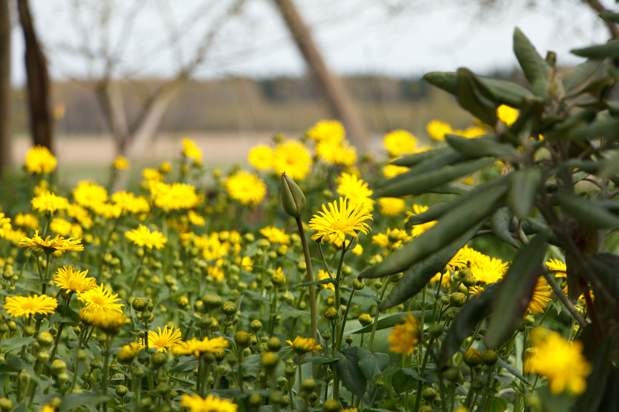 Canon EF-S 18-135mm F3.5-5.6 IS STM sample photo. Spring2016 photography