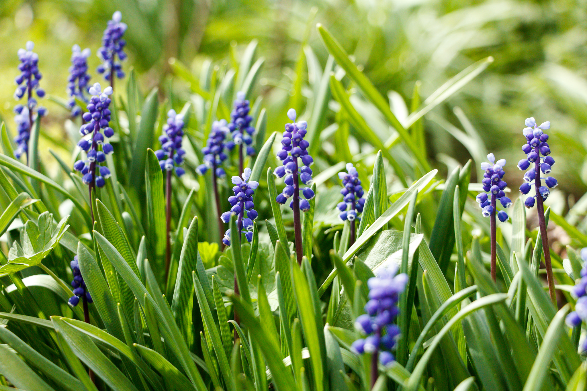 Canon EF-S 18-135mm F3.5-5.6 IS STM sample photo. Spring2016 photography