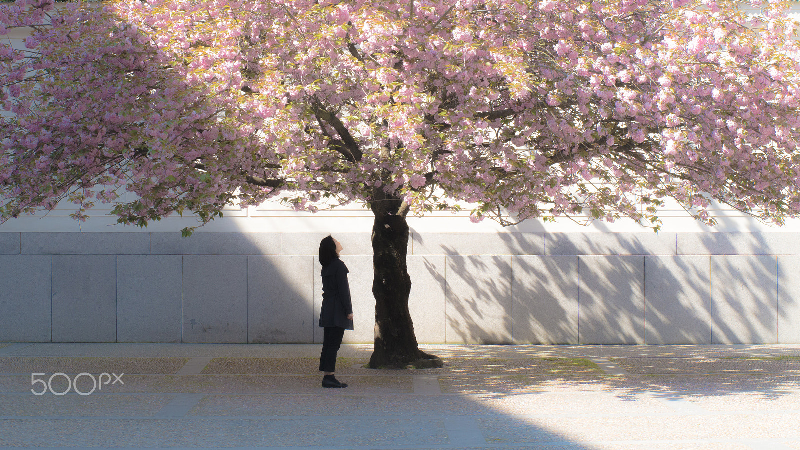 Pentax K-5 IIs sample photo. A lady photography