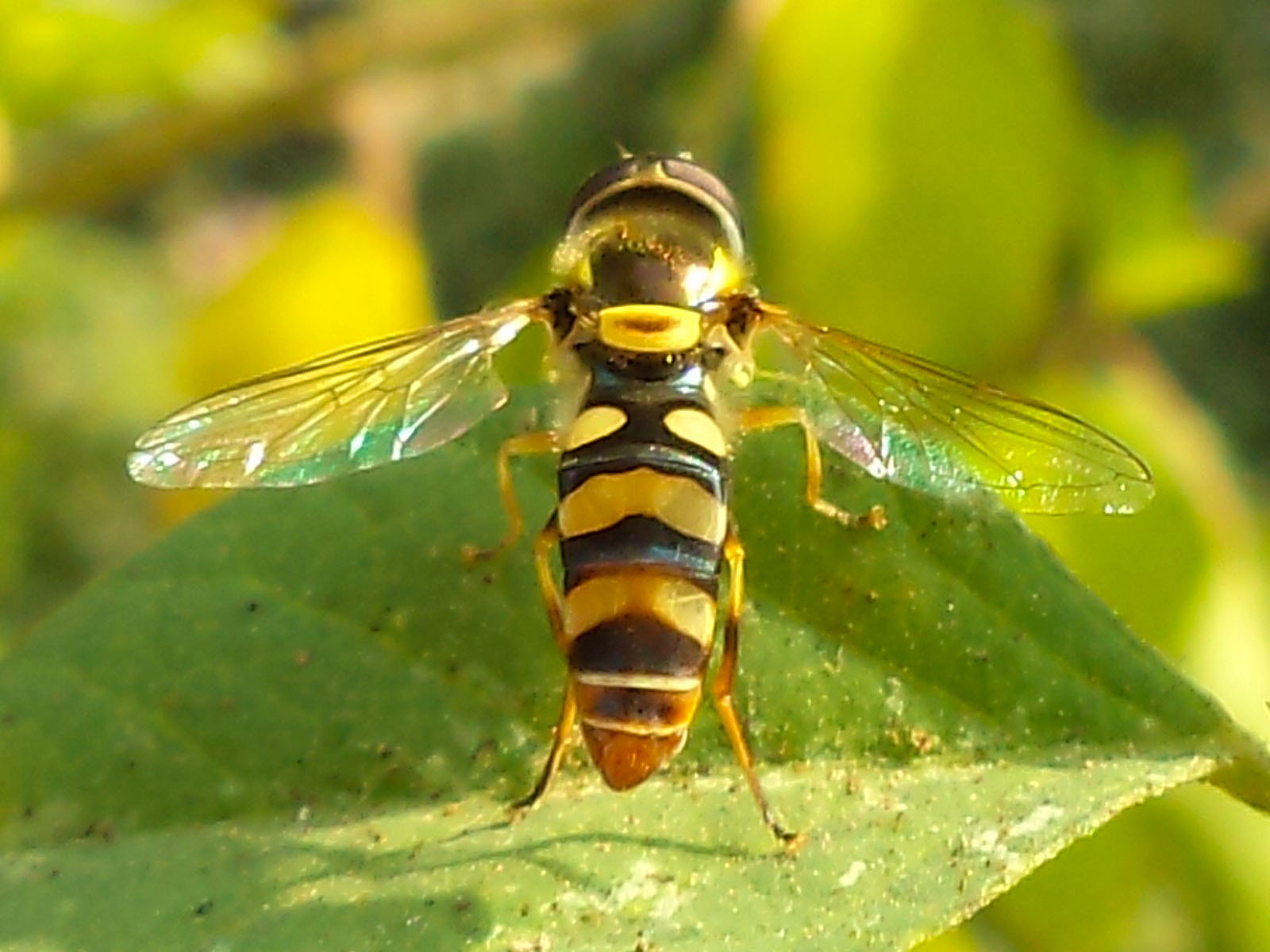 Sony DSC-S3000 sample photo. Honey bee photography