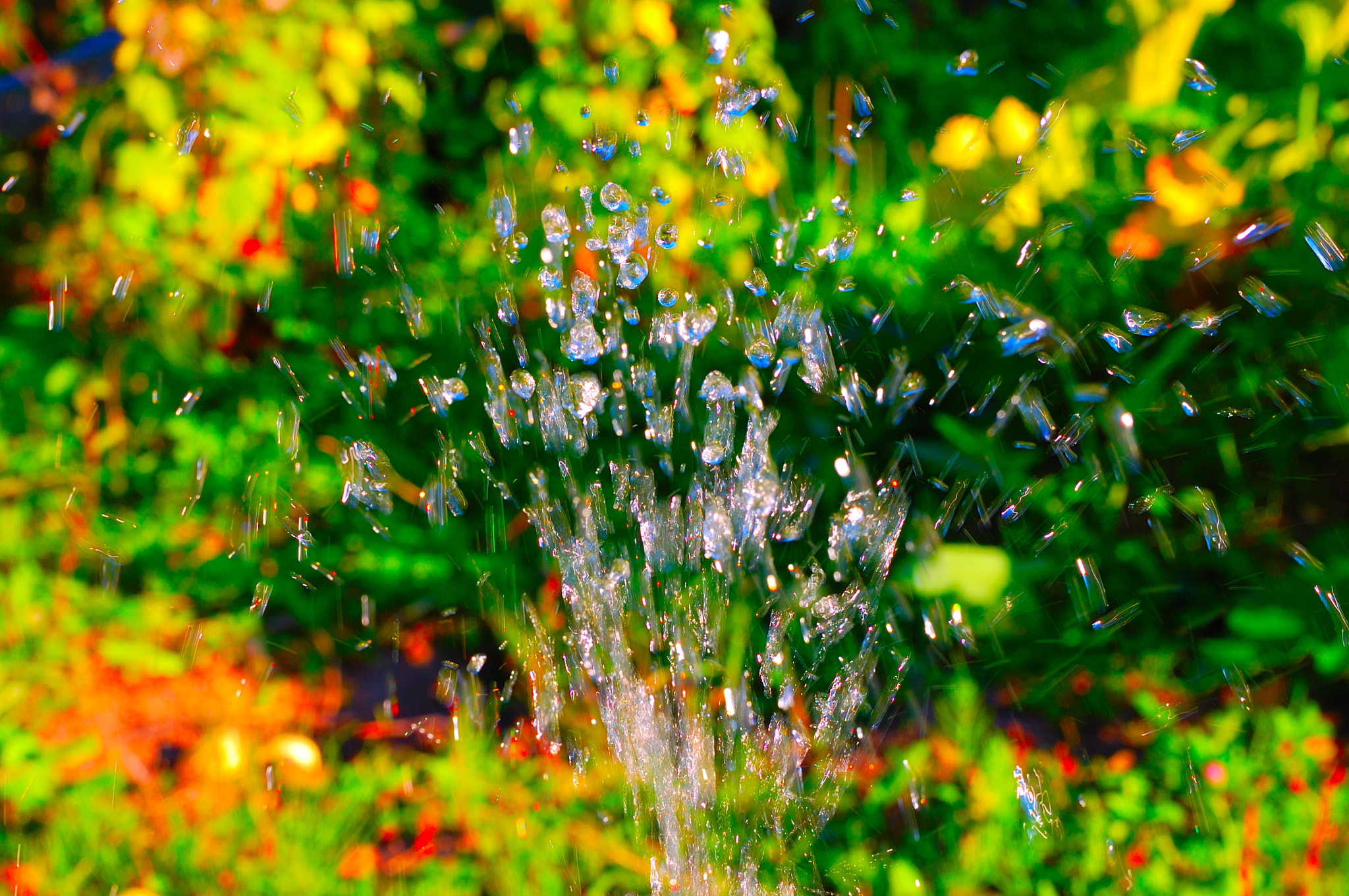 Sigma 18-50mm F2.8 EX DC Macro sample photo. Summer watering photography