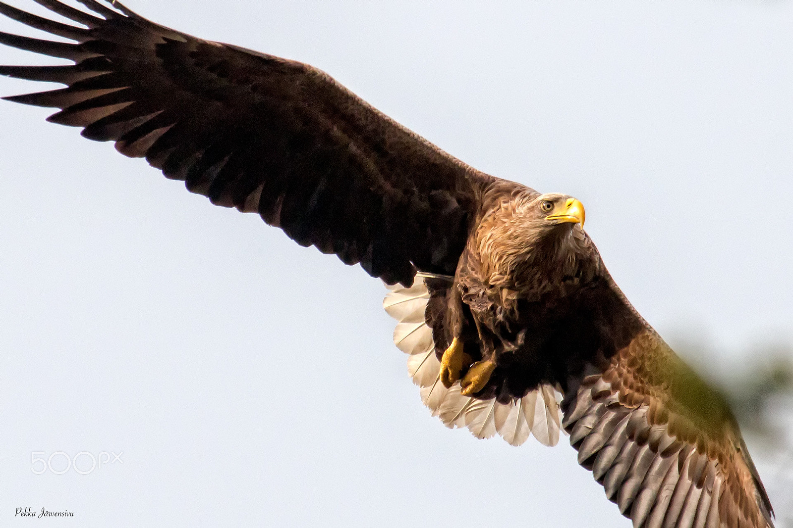 Canon EOS 70D + Canon EF 300mm f/2.8L + 1.4x sample photo. White tailed eagle photography