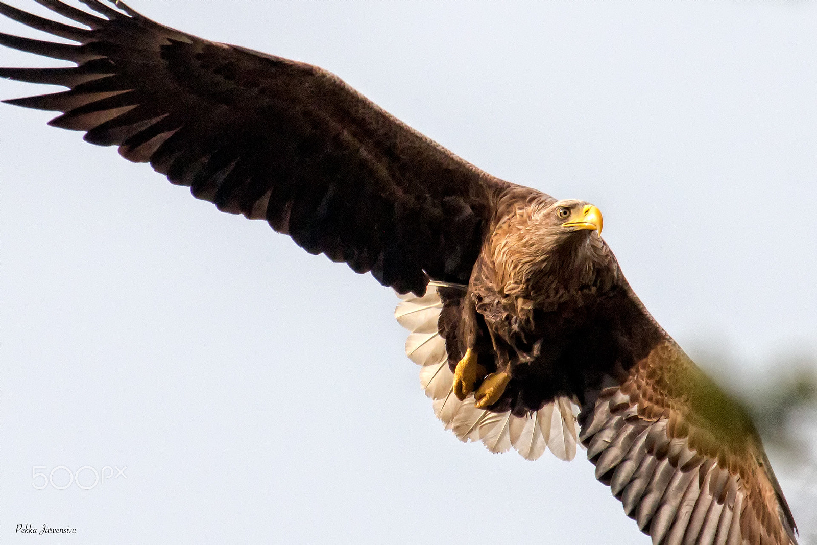 Canon EF 300mm f/2.8L + 1.4x sample photo. White tailed eagle photography