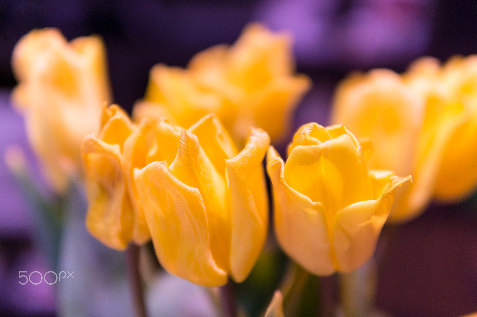 Sony a6000 + E 30mm F1.4 sample photo. Yellow tulips photography